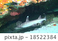 サメ 18522384