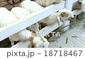 unknown hand people feeding sheep in a farm 18718467