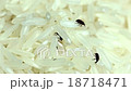 Weevil destroyed rice 18718471