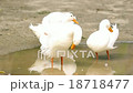 White ducks drinking water and cleaning body. 18718477