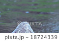 Interdiction 18724339