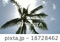 棕櫚樹2 /棕櫚樹2 18728462