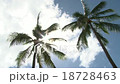 棕櫚樹3 /棕櫚樹3 18728463