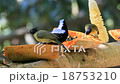 tropical birds and fruit 18753210