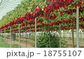strawberry at farm closeup 18755107
