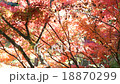 Autumn leaves 18870299