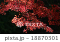 Autumn leaves 18870301