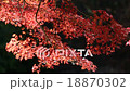 Autumn leaves 18870302