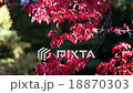 Autumn leaves 18870303