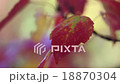 Autumn leaves 18870304