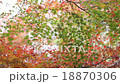 Autumn leaves 18870306