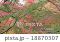 Autumn leaves 18870307