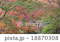 Autumn leaves 18870308