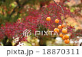 Autumn leaves 18870311