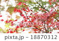 Autumn leaves 18870312