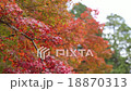 Autumn leaves 18870313