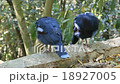 Peacock  18927005