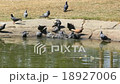 Pigeons appalled 18927006