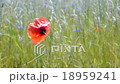 poppy red flowers closeup waving on the wind. 18959241