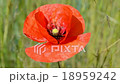 poppy red flowers closeup waving on the wind. 18959242