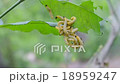 vermin plant pests (cocoon worms) eat green leafs  18959247