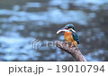 Feeding of the gang 19010794