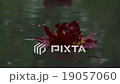 Wine Colored Flower Afloat on a pond 19057060