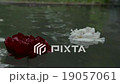 Flowers afloat on a deep dark pond 19057061