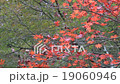 Minoh Otaki autumn leaves 19060946
