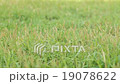 Green grass moving shot 19078622