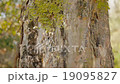 Wood and moss 19095827