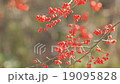 Shaking red tree nut 19095828