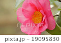 Camellia, full bloom 19095830