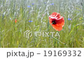 red poppy flower closeup waving on the wind,summer 19169332