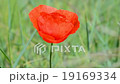 red poppy flower closeup waving on the wind,summer 19169334