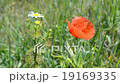 poppy red flowers closeup waving on the wind. 19169335
