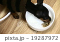 ドッグフードを夢中で食べる子犬。ミニチュアピンシャー生後2ヶ月の動画素材 [19287972]
