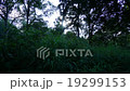 Sunlight in tropical forests, Thailand (time lapse 19299153