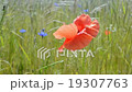 poppy red flowers closeup waving on the wind. 19307763