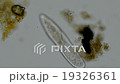 Paramecium Paramecium 19326361
