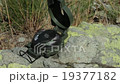 compass on stone closeup 19377182