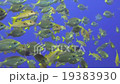 ノコギリダイの群れ 19383930