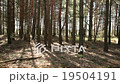 Running man in the forest  19504191