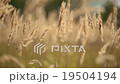 Spikelets of grass in the wind 19504194
