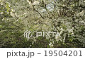 The branches of cherry blossom  19504201