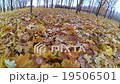 Cyclist in the autumn forest 19506501