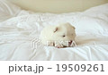 White siberian husky puppy lying on white bed 19509261