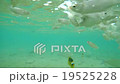 Colorful Fish on Vibrant Coral Reef, static scene 19525228