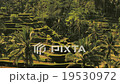 Bali Rice Terrace 19530972