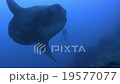 Sunfish 19577077